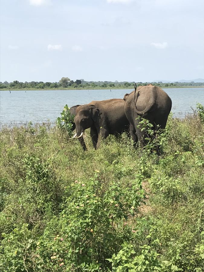 Dinesh Safari Homestay Udawalawe Exteriér fotografie