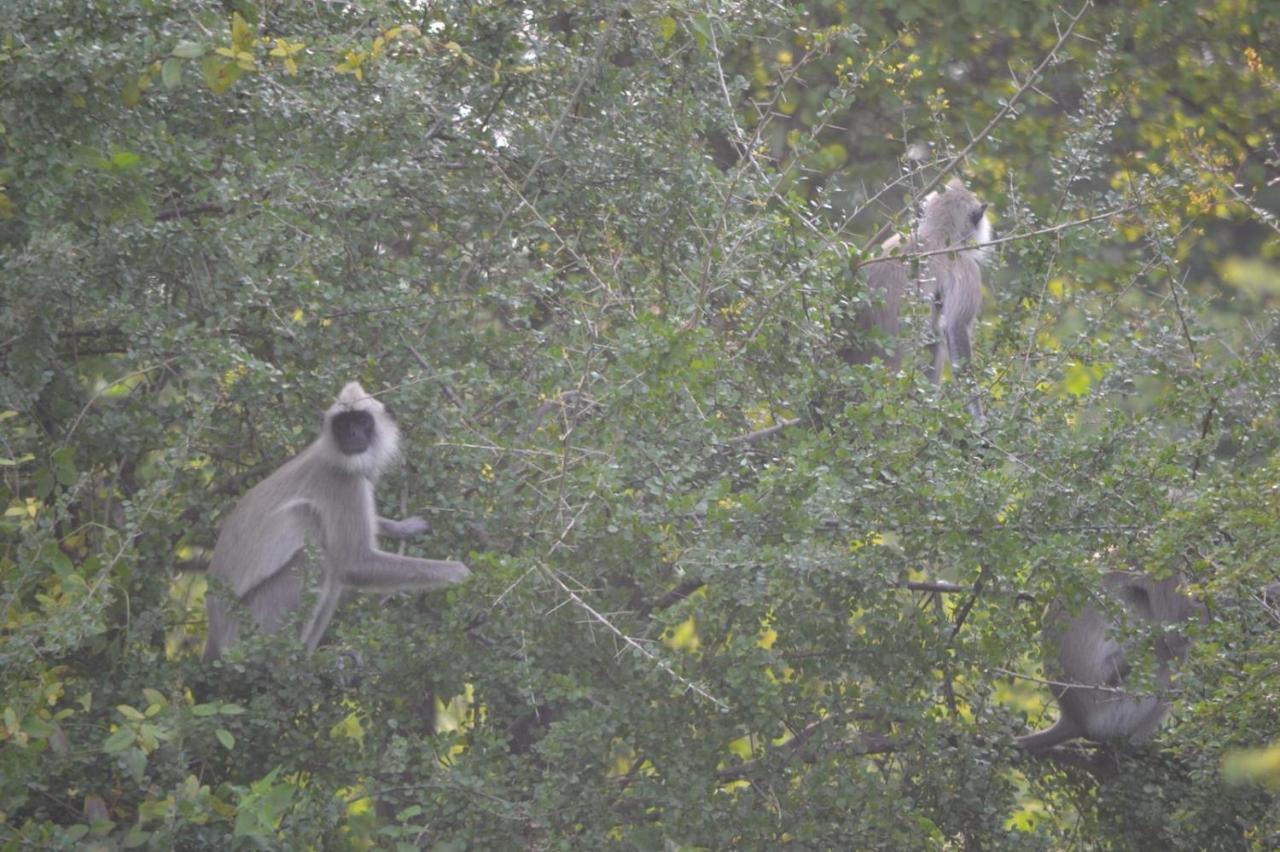 Dinesh Safari Homestay Udawalawe Exteriér fotografie